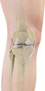 >Knee Anatomy